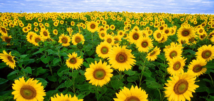 Du tournesol dans nos véhicules diésel.
